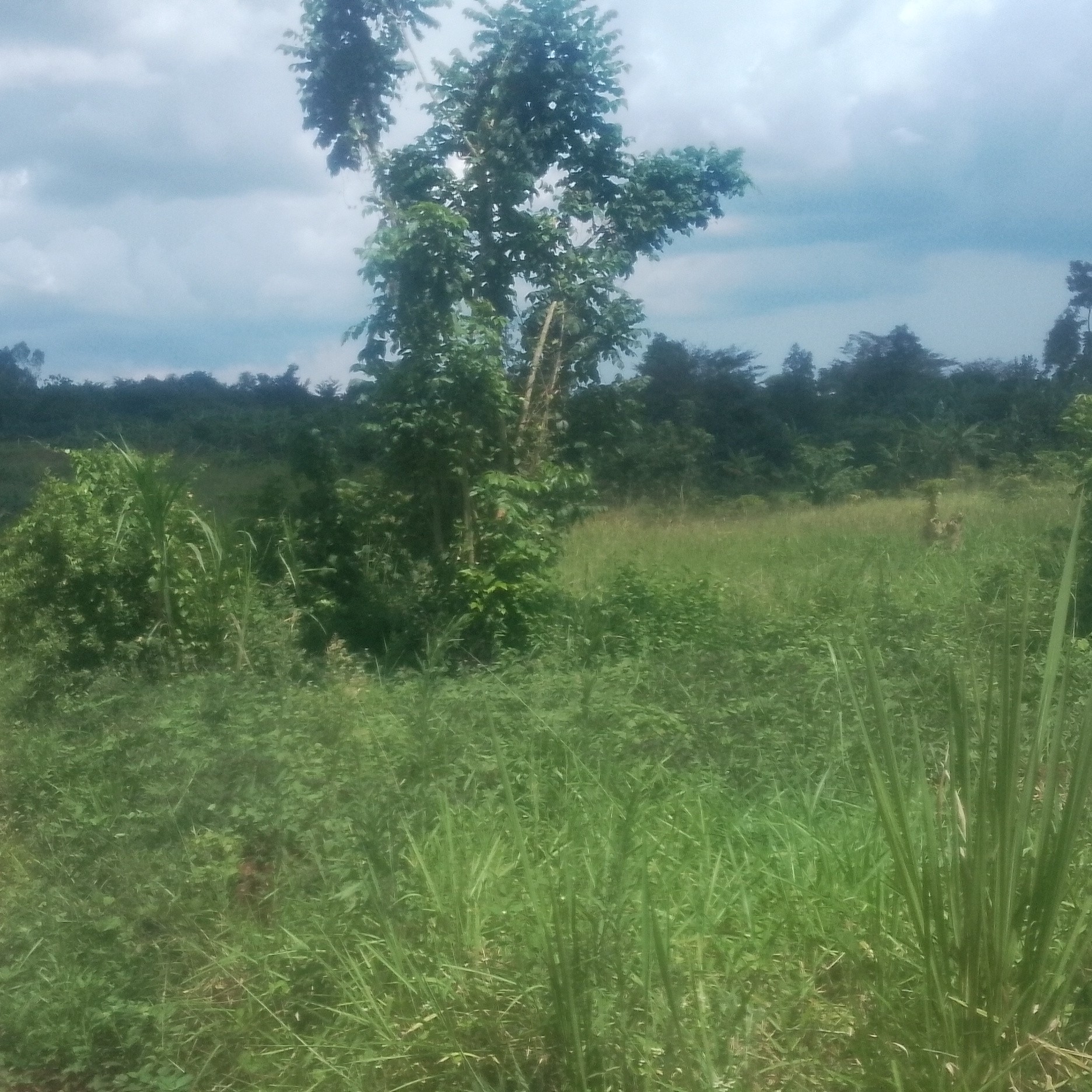 4 acres of land in busiika vumba with ready land title, good for real estate development, school or recreation center. it's only 150 meters from the main road. at only 100m per acre. call 0752488140 for inspection