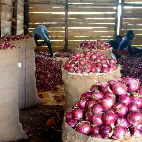 Crop selection & rotation planning:  Onion varieties for tropical conditions, dry-season vs rainy-season planting.