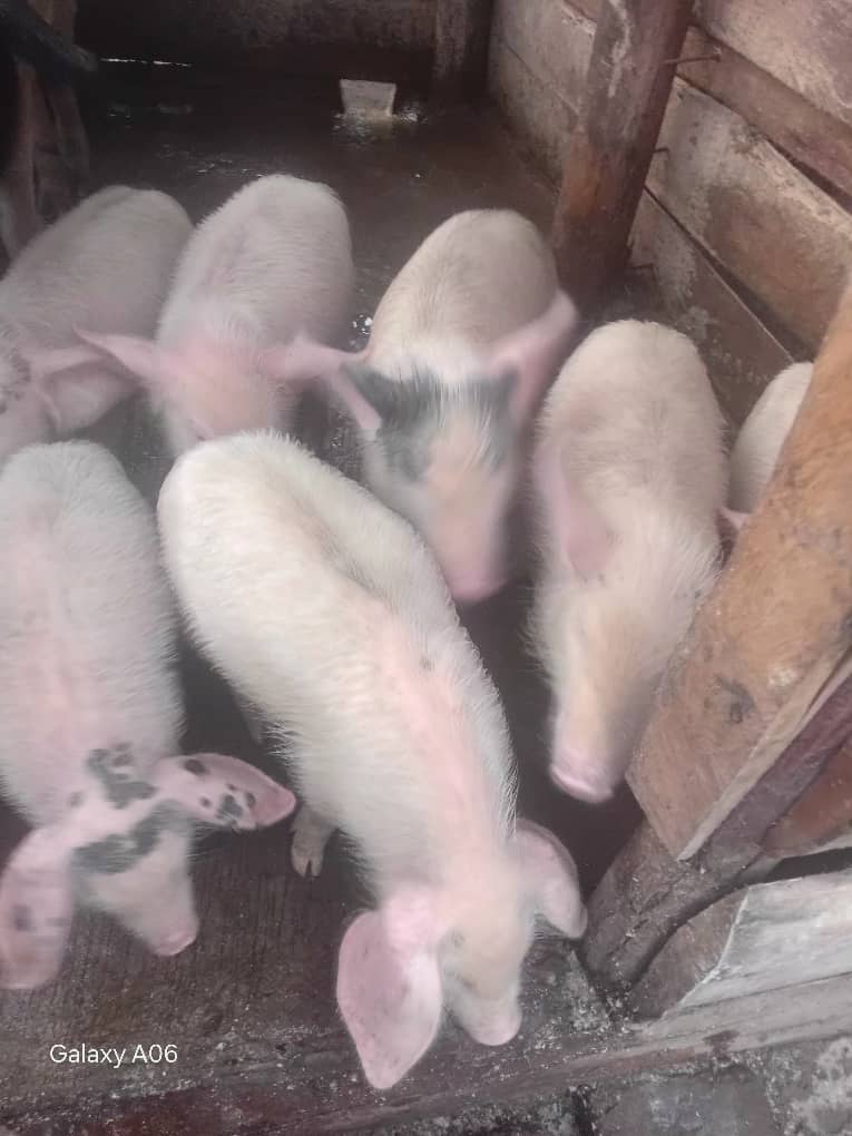 Piglets in Rukungir, 1-4months