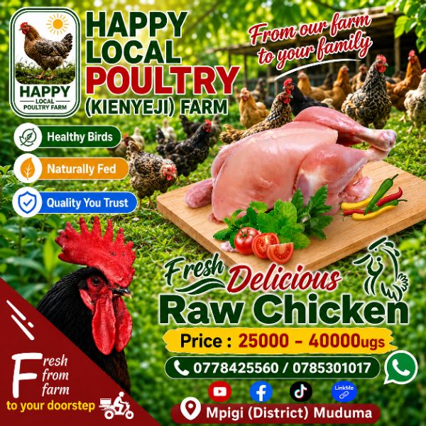 manure local chicken available now