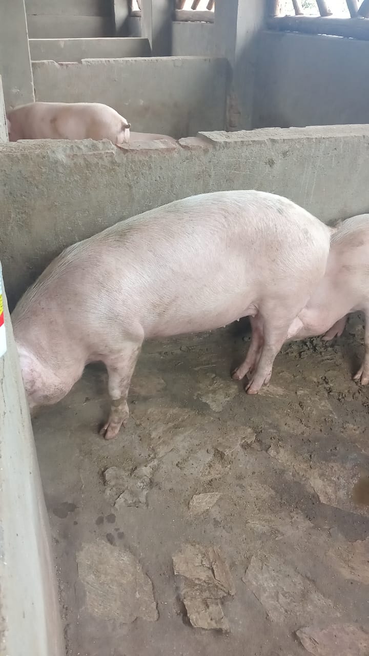 Pigs for sale