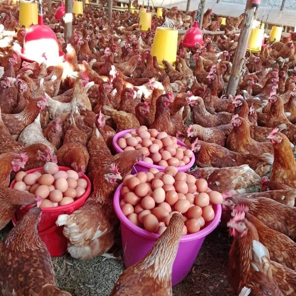 Poultry production servicesLow-cost deep litter,  cage system, stocking rates for broilers/layers