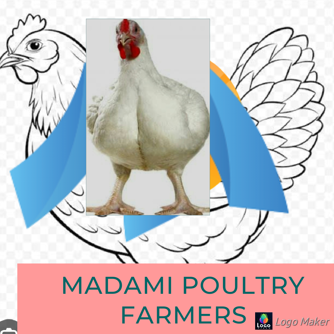 poultry keeping