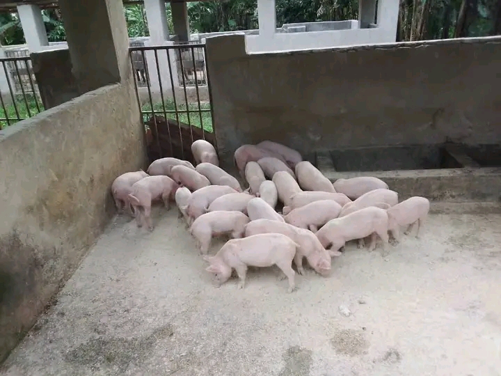 Joel elite farm Uganda